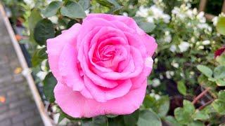 Garden Centre Trip | Strong Scented Roses | Trees | Bedding Plants & much more!