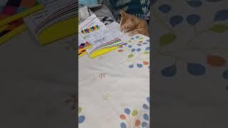Santari Billa #cats #catstagram #cutecat #animals #cat #animal #kitten #love #catcute #cars #shorts