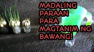 Paano magtanim ng bawang sa inyong bakuran...