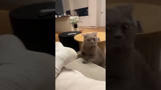 Cat looks shocked after smelling owner's sock