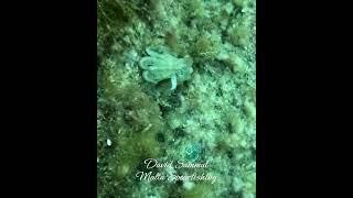 Octopus Close-up #fishing #underwater #scubadiving #octopushunting #octopi  #octopus #octopussy #sea