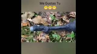 Me Gustas Tu