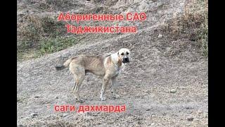 Аборигенные САО Таджикистана саги дахмарда, встреченные в разных районах страны