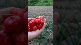 fruit and marked #ыркесе #журоктожаз #fruit #фруктоваянарезка #food