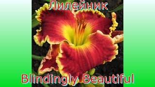 Лилейник Blindingly Beautiful