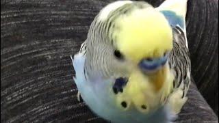 Smart talking budgie Oliver + major progress with Sophia!!