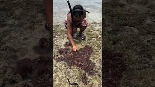 This Girl is an OCTOPUS HUNTER!  (Taiwan)