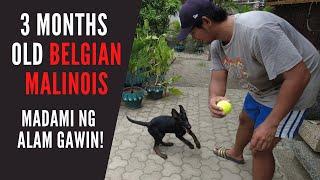 Vlog 74: PUPPY TRAINING | STEP BY STEP | DETAILED Paps Niks TV