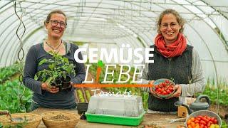 Tomaten - Alles was Du über den Anbau auf dem Balkon und im Freiland wissen musst | Gemüseliebe