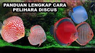 PANDUAN LENGKAP CARA PELIHARA IKAN DISCUS - TIPS MERAWAT IKAN DISCUS