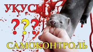 УКУСЫ: обучение норки самоконтролю. Часть 7