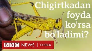 Чигиртка ҳужумидан фойда кўрса бўлар экан - BBC News O'zbekiston Dunyo Yangiliklar Chigirtka