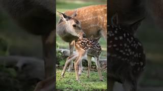 Dear HD quality Animals sorts #shortvideo #nature #viral sorts #video