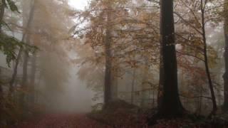 Relaxing Autumn Forest / Leaves Falling From Trees, Fog and Rain in Colorful Forest / 8 Hours