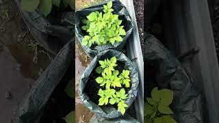 Gardening - Potato's in Grow Bag 2025 #gardening #garden #plants #vegetables #outdoors  #plant