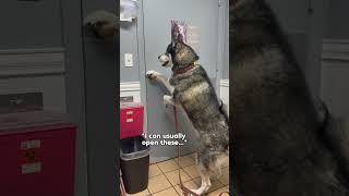 My dog loses it at the vet! #dogsofyoutube #dog #dogs #husky #huskies