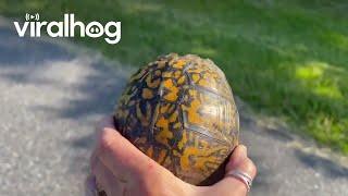 Woman Moves Turtle From Middle Of Road || ViralHog