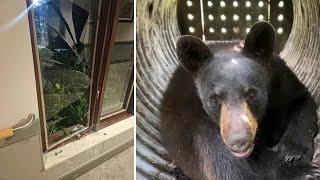 Bear breaks into Pittsburgh-area nursing home, gets into residents’ beds