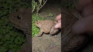 Funny Catching frog make you laugh #frog #fun #funny #animals #funnyvideos #wildlife #shorts