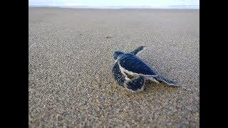 Baby Turtle made it to the ocean!