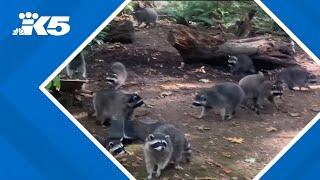 'Swarm of raccoons': Poulsbo woman startled after over 100 raccoons surround her home