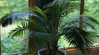 Majesty Palm-It’s Getting Cold Don’t Toss Them-Bring Them Inside! Plant Profile & Care Guide