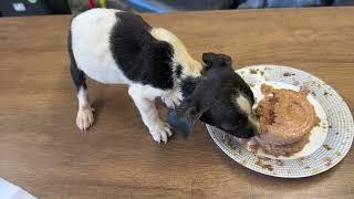 First Food For the Starving Puppy! - Takis Shelter