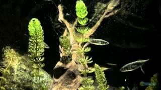 Three-Spined Stickleback Aquarium - SEA LIFE MUNICH