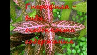 Гигрофила  - виды, особенности содержания. Hygrophila species, features of the content