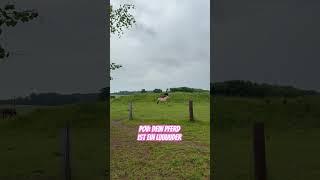 #horse #equestrianjourney #equestrian #fjordpferd #fjordhorse #paddock #horsepaddock #hitaktivstall