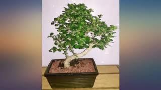 Stylized Imported Fukien Tea Bonsai Tree or House Plant - Carmona - 4" Pot review