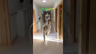 Paddy and Oscar on another CareHome visit #ireland #alpaca  IG: K2alpacas #wicklow #kindness