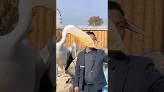 Pelican #foryou #funny #animals #pelicans #shorts #youtubeshorts