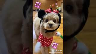 Tik tok perro Mike y mouse