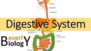 Digestive System