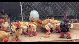 Raising Chckens For Eggs - King Chicken - Food for Egg Laying - FaFa Farm Life1