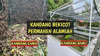 KANDANG BEKICOT PERMANEN ALAMIAH!!!