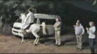 Egyptian Arabian Horse Dancing   رقص الخيل العربي الحاج حسن بريش