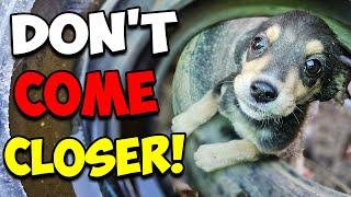 Stray Puppy Couldn't Believe What's Happening!