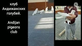 белые андижанцы, white andijan pigeons 17.12.2021