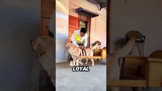 Loyal Dog’s Heartwarming Surprise 