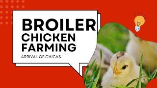 Broiler farming in Kenya: Kenchic Chicks arrival