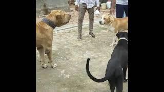 Pakistani bully vs pitbull