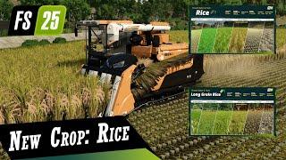 ‍ Farm Sim 25 News ‍ New Crops ‍ Rice & Long Grain Rice