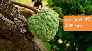 My Garden Custard Apple | మా పెరటి లోని సీతా ఫలం | SM CREATIONS IN TELUGU |