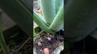 The secret to aloe vera growing fast that few people know #shorts