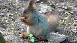 Бельчонок ест орешек / Little squirrel baby eats a nut