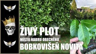 Žívý plot - Nechci habr obecný, ale bobkovišeň NOVITA | Prunus laurocerasus | Rekonstrukce 3.