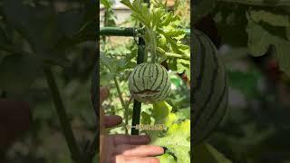 西瓜生長過程中為什麼會炸瓜？除了高溫還有這個原因！  #種植小技巧 #樓頂菜園 #我的小菜園