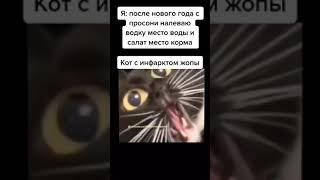 Кот с инфарктом жопы